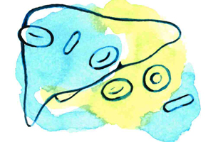 En illustration i vattenfärg i blått och grönt föreställande en lever. 