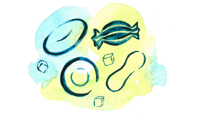 Blodsocker, illustration i vattenfärg. 